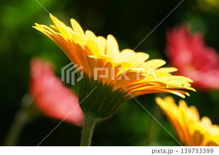Radiant Yellow Gerbera Daisy Flower Close Up Radiant Yellow Gerbera Daisy Flower Close Up 139733399
