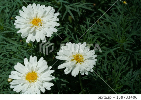 Beautiful White Argyranthemum Flowers in Bloom Beautiful White Argyranthemum Flowers in Bloom 139733406