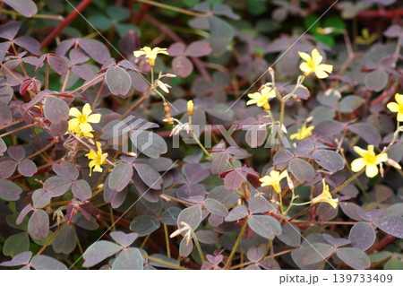 Oxalis triangularis Flowers and Leaves Oxalis triangularis Flowers and Leaves 139733409