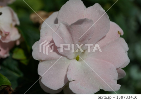 Delicate Pink Impatiens Flower Close Up 139733410