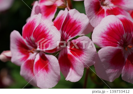 Pelargonium flower closeup vibrant pink and white petals Pelargonium flower closeup vibrant pink and white petals 139733412