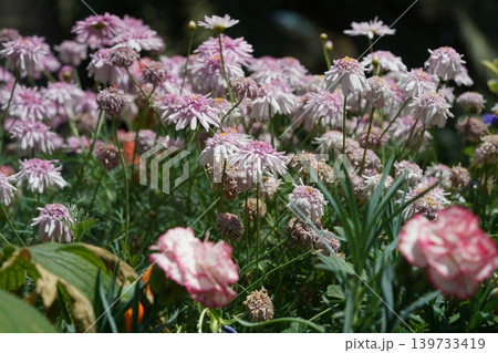 Argyranthemum Frutescens flowers in full bloom Argyranthemum Frutescens flowers in full bloom 139733419
