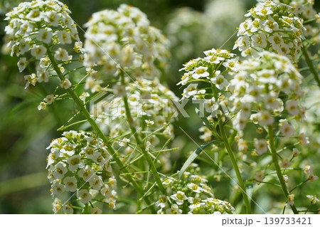 Sweet Alyssum Flowers Close Up Photography Sweet Alyssum Flowers Close Up Photography 139733421