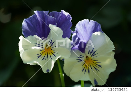 Delicate Pansy Flowers in Bloom Garden Beauty Delicate Pansy Flowers in Bloom Garden Beauty 139733422