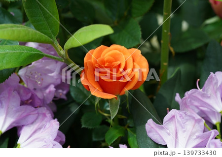 Orange Rose Blossom Surrounded by Purple Rhododendron Flowers 139733430