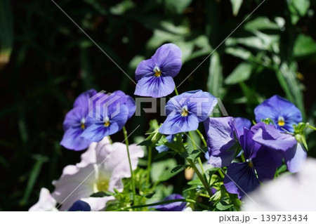 Vibrant Purple Pansies in a Garden Setting Vibrant Purple Pansies in a Garden Setting 139733434
