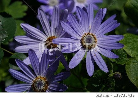 Purple Senetti Blooms close up floral photography 139733435