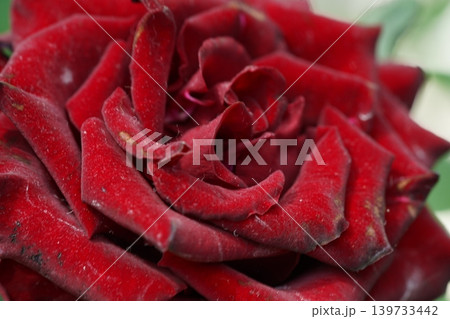 Detailed Close-up of a Deep Red Rose Flower 139733442