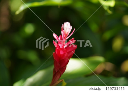 Beautiful Red Ginger Flower Bloom in Natural Setting Beautiful Red Ginger Flower Bloom in Natural Setting 139733453