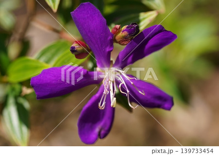 Majestic Purple Tibouchina Flower Bloom Macro Shot Majestic Purple Tibouchina Flower Bloom Macro Shot 139733454