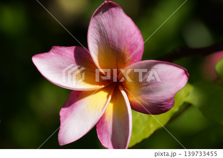 Close up of a beautiful Plumeria flower Close up of a beautiful Plumeria flower 139733455
