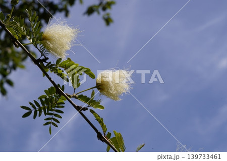 Blooming Persian Silk Tree Against Blue Sky 139733461
