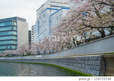 大横川桜並木 07 139733598