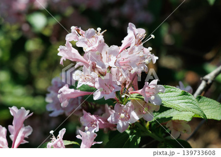 タニウツギ タニウツギ 139733608