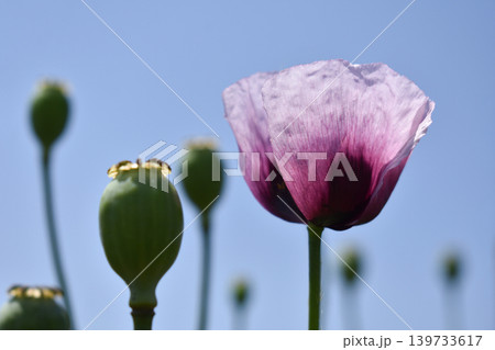 アツミゲシの花と芥子坊主 アツミゲシの花と芥子坊主 139733617