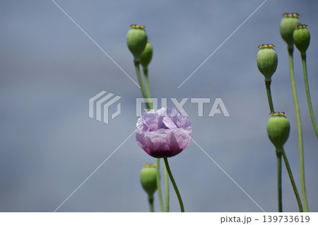 アツミゲシの実と花 アツミゲシの実と花 139733619