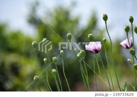 アツミゲシの花と実 アツミゲシの花と実 139733620