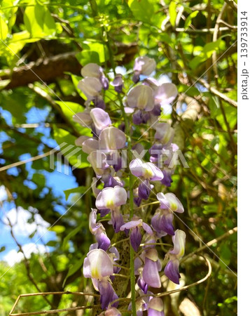 高貴さが漂う藤の花 高貴さが漂う藤の花 139733914