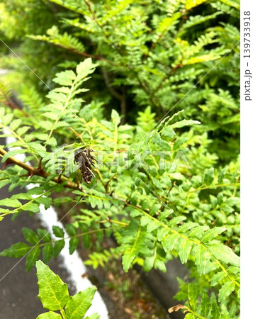 サンショウの木に付いた蓑虫 サンショウの木に付いた蓑虫 139733918
