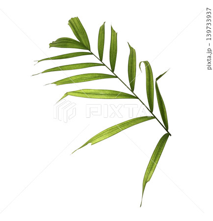 Green palm leaf on transparent isolated on white background 139733937