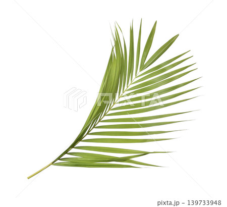 Green palm leaf isolated on white background 139733948
