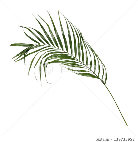 Green palm leaf isolated on white background 139733955