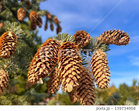 Fir tree with brown cones 139734008