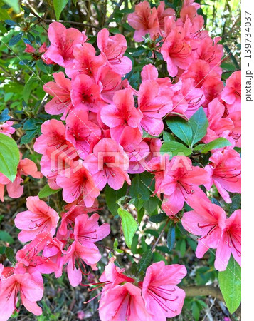 可愛らしいツツジの花 可愛らしいツツジの花 139734037