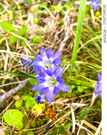 山間の野原に咲くハルリンドウ 山間の野原に咲くハルリンドウ 139734038