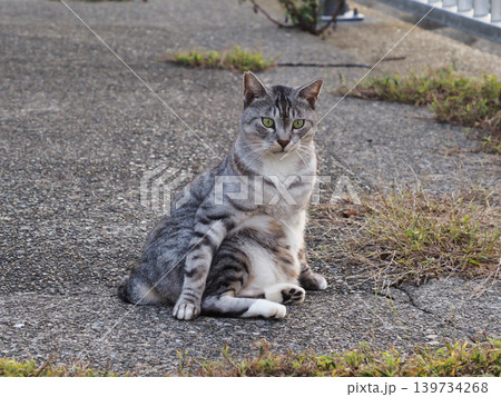 見つめる猫 139734268