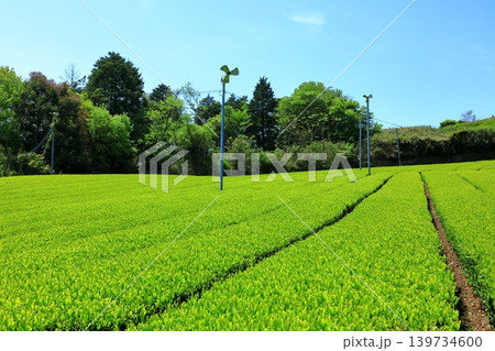 奈良県山添村 茶畑 奈良県山添村 茶畑 139734600