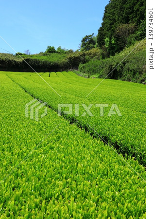 奈良県山添村 茶畑 奈良県山添村 茶畑 139734601