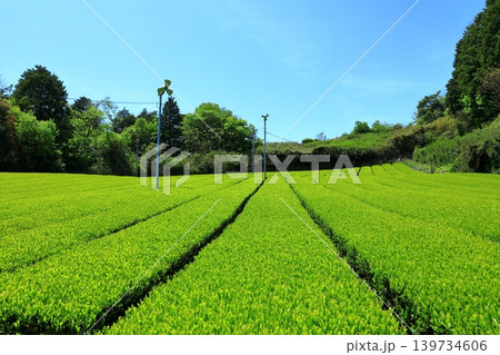 奈良県山添村 茶畑 奈良県山添村 茶畑 139734606