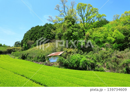 奈良県山添村 茶畑 奈良県山添村 茶畑 139734609