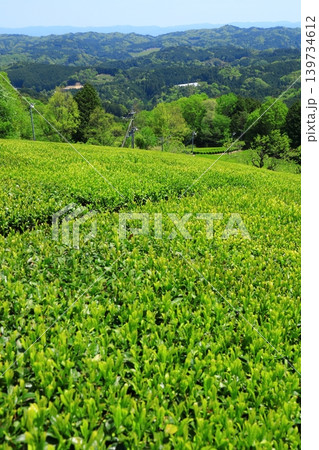 奈良県山添村　茶畑 139734612