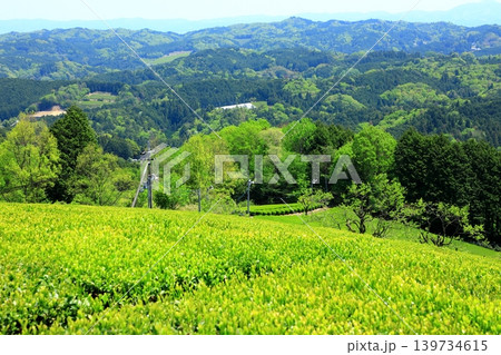奈良県山添村 茶畑 奈良県山添村 茶畑 139734615