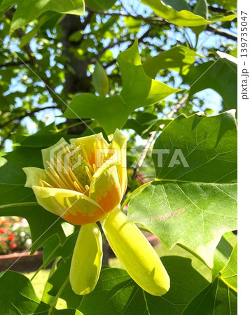 少し独特なユリノキの花 139735047