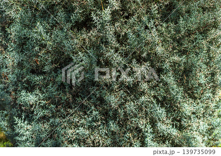 Green foliage with fine needle-like leaves in natural setting as background Green foliage with fine needle-like leaves in natural setting as background 139735099