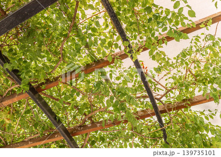 Green leaves growing on wooden trellis structure in bright sunlight 139735101