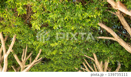 Dense lush green crowns of trees. View from below to dense foliage of southern trees Dense lush green crowns of trees. View from below to dense foliage of southern trees 139735111
