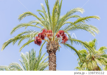 Date palm tree with ripe fruit against clear blue sky background Close up Date palm tree with ripe fruit against clear blue sky background Close up 139735112