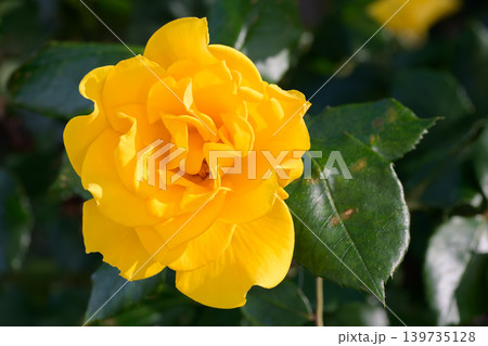 満開のバラ園に咲き誇る色鮮やかな薔薇の花々 満開のバラ園に咲き誇る色鮮やかな薔薇の花々 139735128