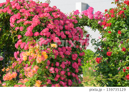 満開のバラ園に咲き誇る色鮮やかな薔薇の花々 満開のバラ園に咲き誇る色鮮やかな薔薇の花々 139735129