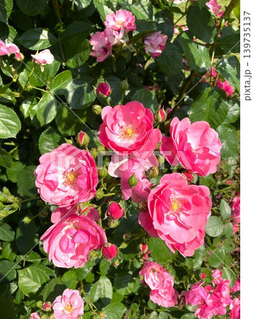 咲き誇るノイバラの花 139735137