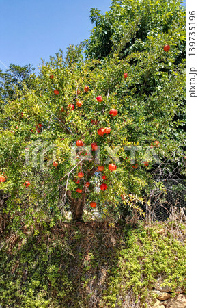 Pomegranate tree with ripe fruit against clear blue sky background Pomegranate tree with ripe fruit against clear blue sky background 139735196