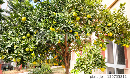 Citrus tree with green oranges in garden setting, residential area 139735211