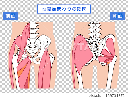 臀部和髖關節周圍的肌肉 139735272
