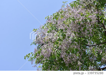 センダンの花 センダンの花 139735280