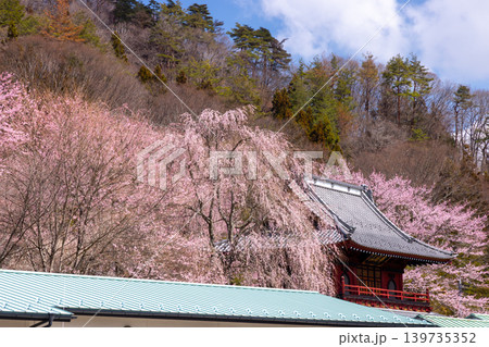 群馬県吾妻郡東吾妻町大戸　境内に桜が咲き乱れる華庭山天樹院大運寺　山門とシダレザクラ 139735352