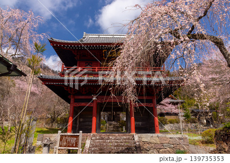 群馬県吾妻郡東吾妻町大戸 境内に桜が咲き乱れる華庭山天樹院大運寺 山門とシダレザクラ 群馬県吾妻郡東吾妻町大戸 境内に桜が咲き乱れる華庭山天樹院大運寺 山門とシダレザクラ 139735353